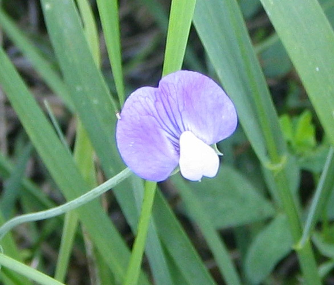 Lathyrus hirsitus